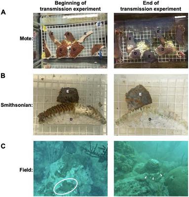 Gene Expression Response to Stony Coral Tissue Loss Disease Transmission in M. cavernosa and O. faveolata From Florida